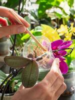 vertical Visão do deitado musgo dentro uma Panela. bebê orquídea plantinha dentro uma transparente recipiente com musgo. orquídea Reprodução. interior floricultura. cópia de espaço. foto