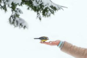 tit este senta em a braço do uma mulher segurando sementes. alimentação pássaros dentro a parque dentro inverno para Socorro eles dentro a frio estação dentro seus habitat. conceito do a internacional dia do pássaros. cópia de espaço. foto