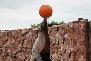 mar leão mar animal dentro a jardim zoológico foto