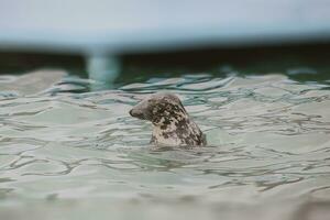 eu foca mar animal dentro a jardim zoológico foto