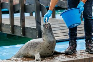 eu foca mar animal dentro a jardim zoológico foto