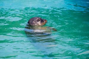 eu foca mar animal dentro a jardim zoológico foto