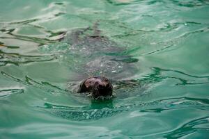 eu foca mar animal dentro a jardim zoológico foto