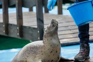 eu foca mar animal dentro a jardim zoológico foto