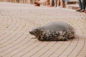 eu foca mar animal dentro a jardim zoológico foto