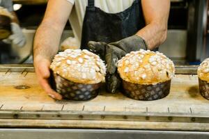 pastelaria padeiro artesão cozimento pequeno grupo do italiano Panettone doce pão típica para Natal Tempo foto