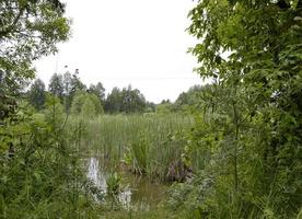 belo junco de pântano de grama crescendo no reservatório da costa foto