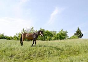 lindo garanhão de cavalo selvagem marrom no prado de flores de verão