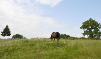 lindo garanhão de cavalo selvagem marrom no prado de flores de verão foto