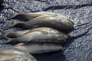 os frutos do mar crus variados foto