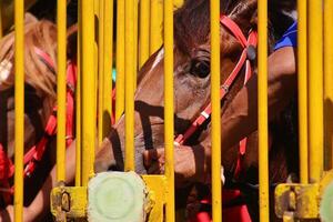 cavalos de corrida prontos para correr no portão foto