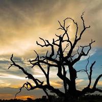 silhueta de árvore morta com fundo do sol foto