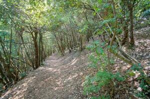 uma caminho através a madeiras com árvores e arbustos foto