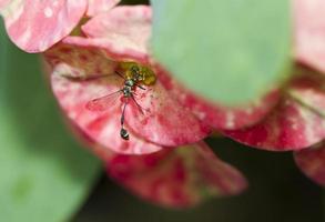 vespa na pétala de Euphorbia elegans foto