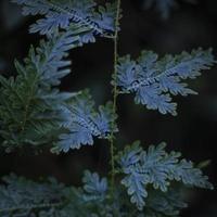 textura de planta verde em um fundo escuro foto