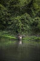 galhos secos e troncos na costa foto