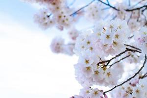 flores de cerejeira na bacia das marés. foto