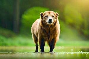 uma Castanho Urso em pé dentro a água. gerado por IA foto