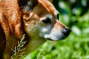 uma cachorro cabeça foto