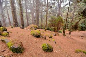 uma floresta com musgoso pedras e árvores foto