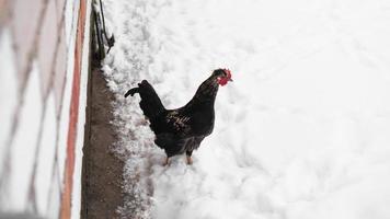 galo na neve. retrato de galo negro em uma paisagem de inverno foto