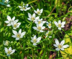 ornithogalum, a jardim estrela-de-belém, Relva lírio, cochilo ao meio-dia, ou onze horas senhora é uma perene bulboso floração plantar dentro a espargos família foto