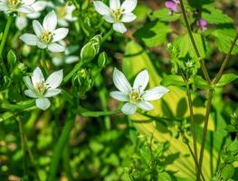 ornithogalum, a jardim estrela-de-belém, Relva lírio, cochilo ao meio-dia, ou onze horas senhora é uma perene bulboso floração plantar dentro a espargos família foto