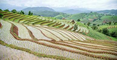 arroz campo em a montanha. foto