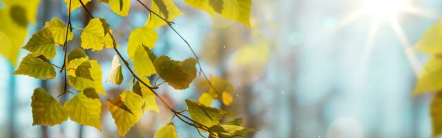 lindo outono panorama com amarelo outono árvores e Sol. colorida folhagem dentro a floresta. natural fundo foto