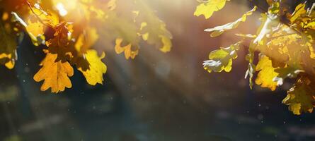 lindo outono panorama com amarelo outono árvores e Sol. colorida folhagem dentro a floresta. natural fundo foto