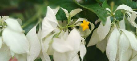 uma fechar acima do uma branco flor foto