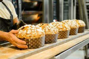 pastelaria padeiro artesão cozimento pequeno grupo do italiano Panettone doce pão típica para Natal Tempo foto