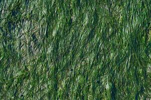 comum anão enguia ---zóstera noltii---durante baixo maré às norte mar, alemanha foto
