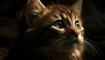fofa doméstico gato com fofo pelagem, encarando com curioso olhos gerado de ai foto