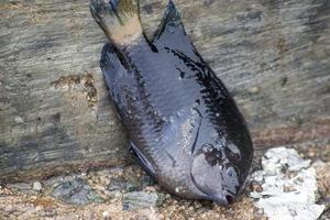 os frutos do mar crus variados foto