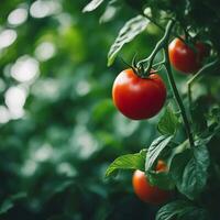 fechar-se Visão do tomate pronto para colheita dentro uma terraço jardim foto