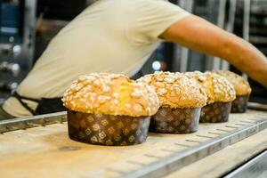 pastelaria padeiro artesão cozimento pequeno grupo do italiano Panettone doce pão típica para Natal Tempo foto