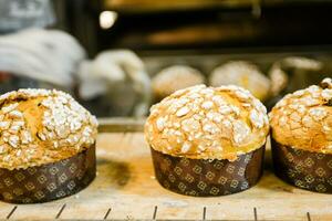 pastelaria padeiro artesão cozimento pequeno grupo do italiano Panettone doce pão típica para Natal Tempo foto