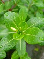 lindo natureza cenário com chovendo temporada. foto