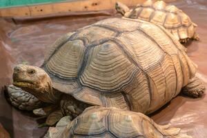 sulcata tartaruga em a de madeira chão. Está uma popular animal dentro tailândia. foto