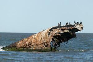 afundado navio do capa pode Novo jérsei. isto barco senta fora a costa do pôr do sol de praia. a oxidado Castanho embarcação senta saliente a partir de a água e ofertas refúgio para pássaros gostar a crista dupla Corvo-marinho. foto