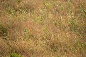 Eu Amado a Veja do isto campo Como Eu caminhou por. a alta Castanho Relva balançando dentro a brisa. a Castanho cores do a panorama mostrar a outono temporada. foto