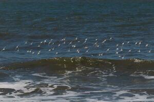 lindo sanderling pássaros marinhos apanhado dentro voar quando Eu tomou a cenário. Eu amor a Veja do seus asas e quão elas parecer para ter Preto e branco ondas. isto rebanho pareceu para bastão junto. foto