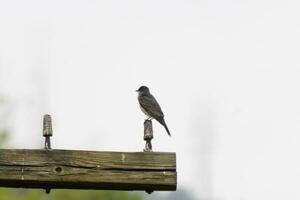 isto Oriental kingbird estava empoleirado em topo do isto publicar. elas estão uma espécies do tirano papa-moscas. dele cinzento penas olhando bonita contra a merda barriga. isto visto contra uma branco céu. foto