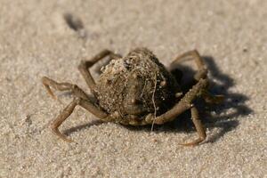 isto fofa pequeno aranha caranguejo estava lavado acima em a de praia quando Eu tomou a cenário. bits do areia preso em dele corpo. uma pequeno mordeu do detritos preso em dele cabeça. isto criatura estava esquerda encalhado de a surf. foto