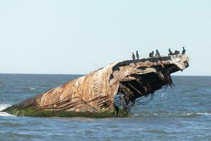 afundado navio do capa pode Novo jérsei. isto barco senta fora a costa do pôr do sol de praia. a oxidado Castanho embarcação senta saliente a partir de a água e ofertas refúgio para pássaros gostar a crista dupla Corvo-marinho. foto