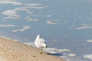 isto ampla gaivota é em pé às a de praia por aí a água dentro procurar do Comida. a cinza, branco, e Preto penas do isto ave marinha ficar de pé Fora a partir de a Castanho areia e oceano água. foto