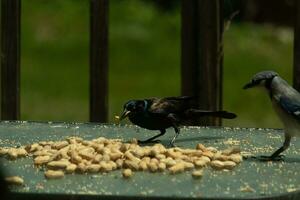 isto azul Jay pássaro veio para Visita a área para pegue uma amendoim. a Preto grackle parece para ficar de pé guarda. dele lindo penas brilhando dentro a luz solar. esses pássaros estão em pé por aí uma pilha do nozes. foto