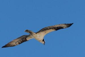 isto lindo águia-pescadora pássaro estava vôo dentro a Claro azul céu quando isto cenário estava levado. Além disso conhecido Como uma peixe Falcão, isto raptor parece por aí a água para Comida para atacar sobre. foto