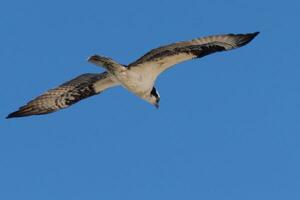 isto lindo águia-pescadora pássaro estava vôo dentro a Claro azul céu quando isto cenário estava levado. Além disso conhecido Como uma peixe Falcão, isto raptor parece por aí a água para Comida para atacar sobre. foto